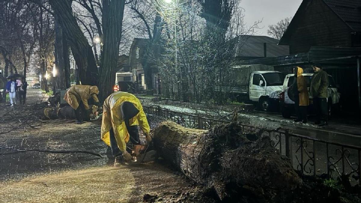 Дерево упало во дворе дома