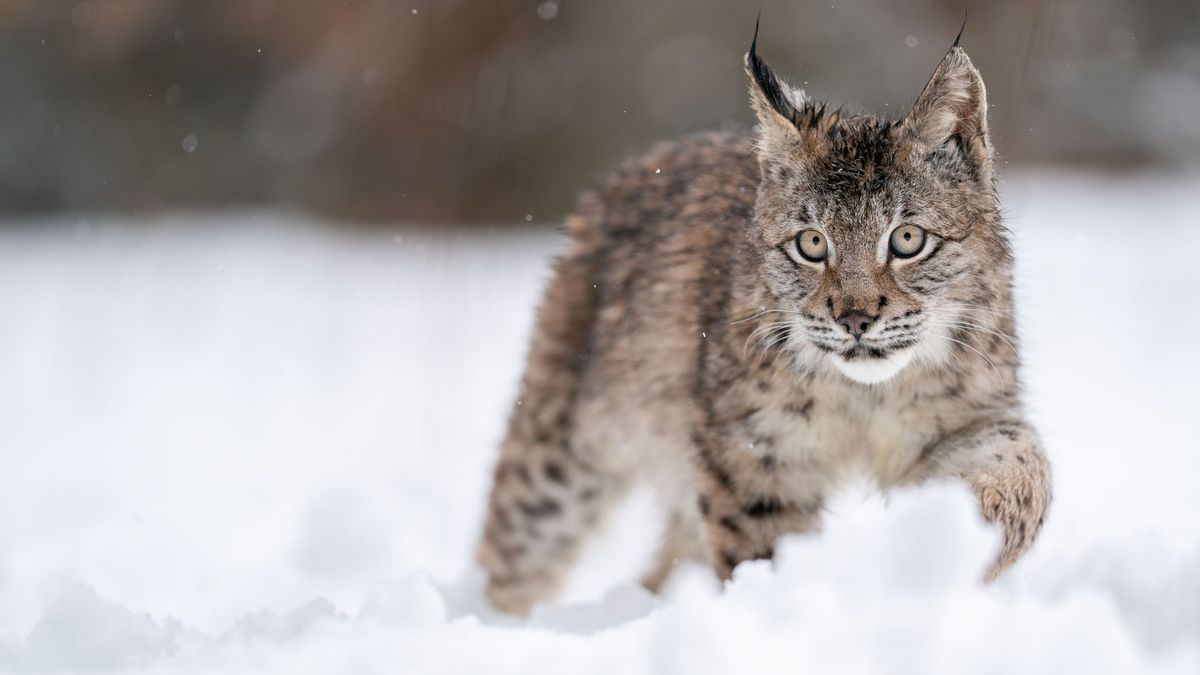 Рысь идет по снегу