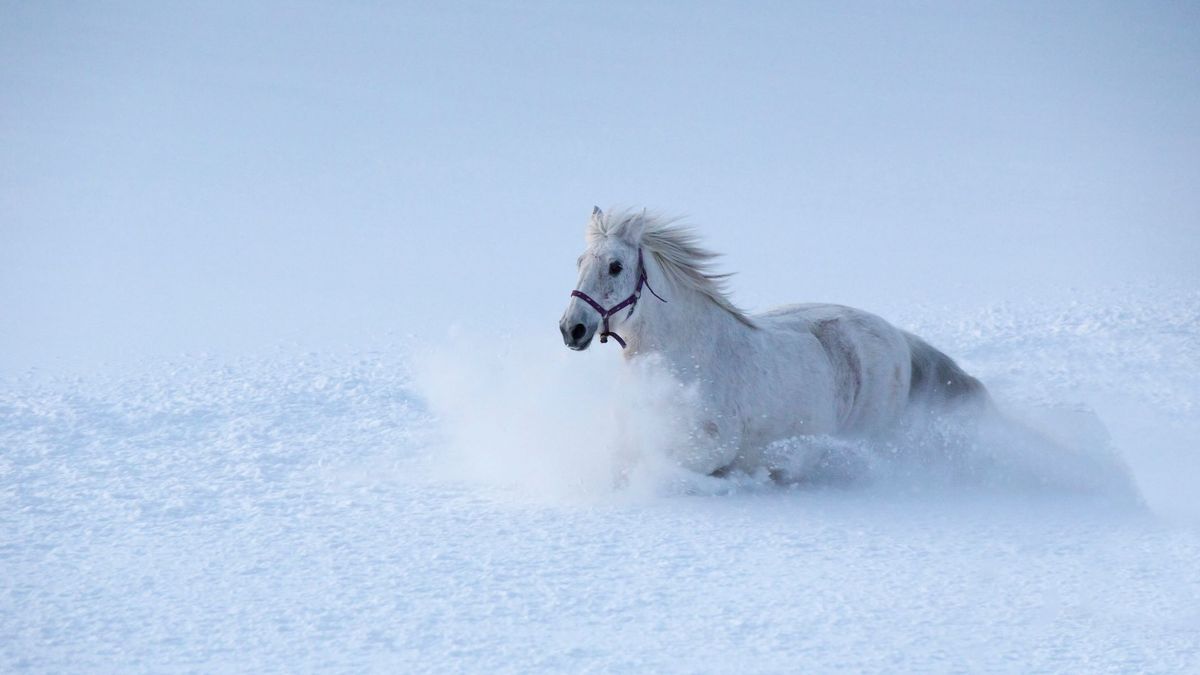 Лошадь в снегу