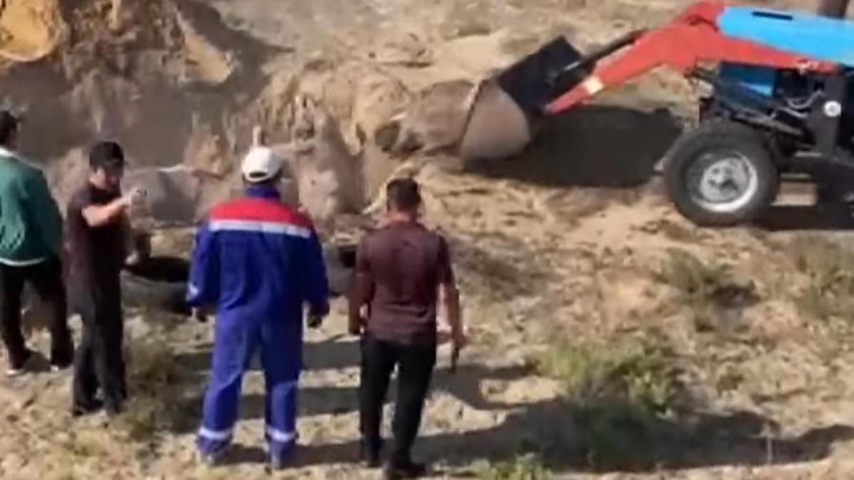 Утилизация погибших верблюдов