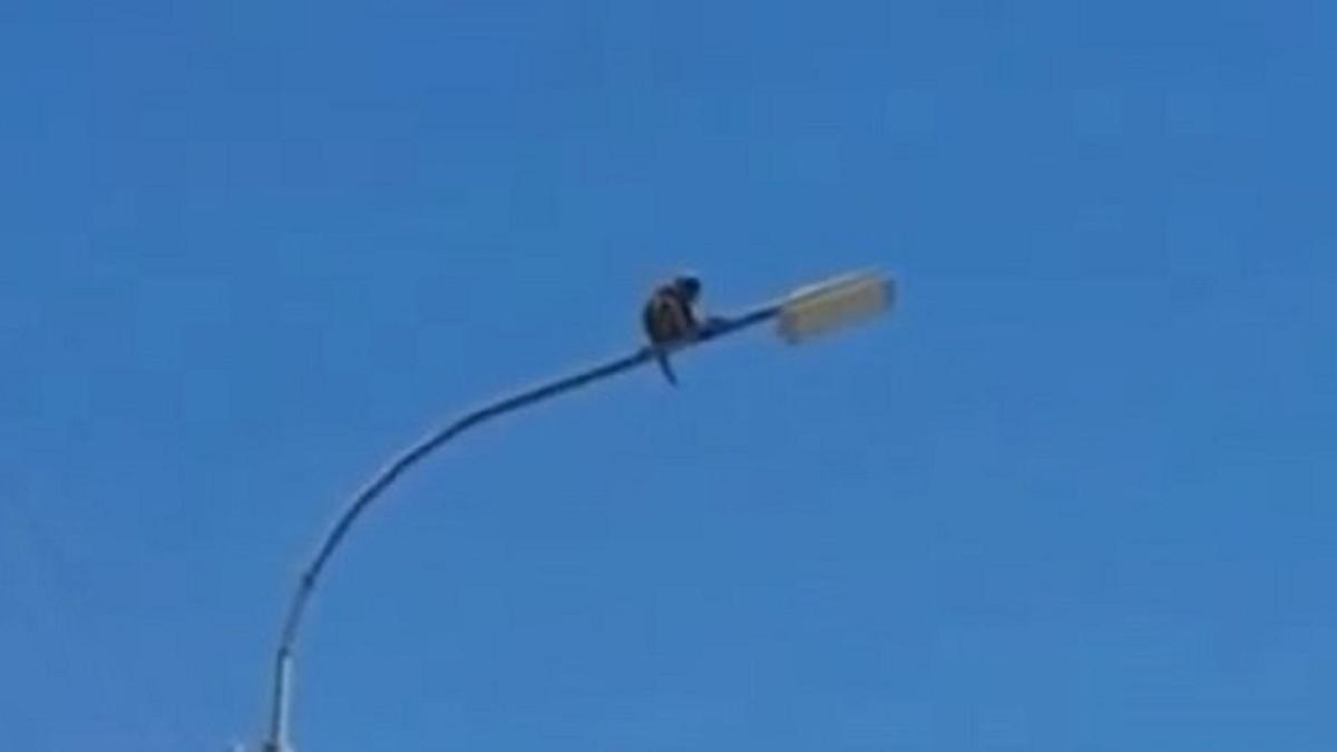 Маймыл Маймыл