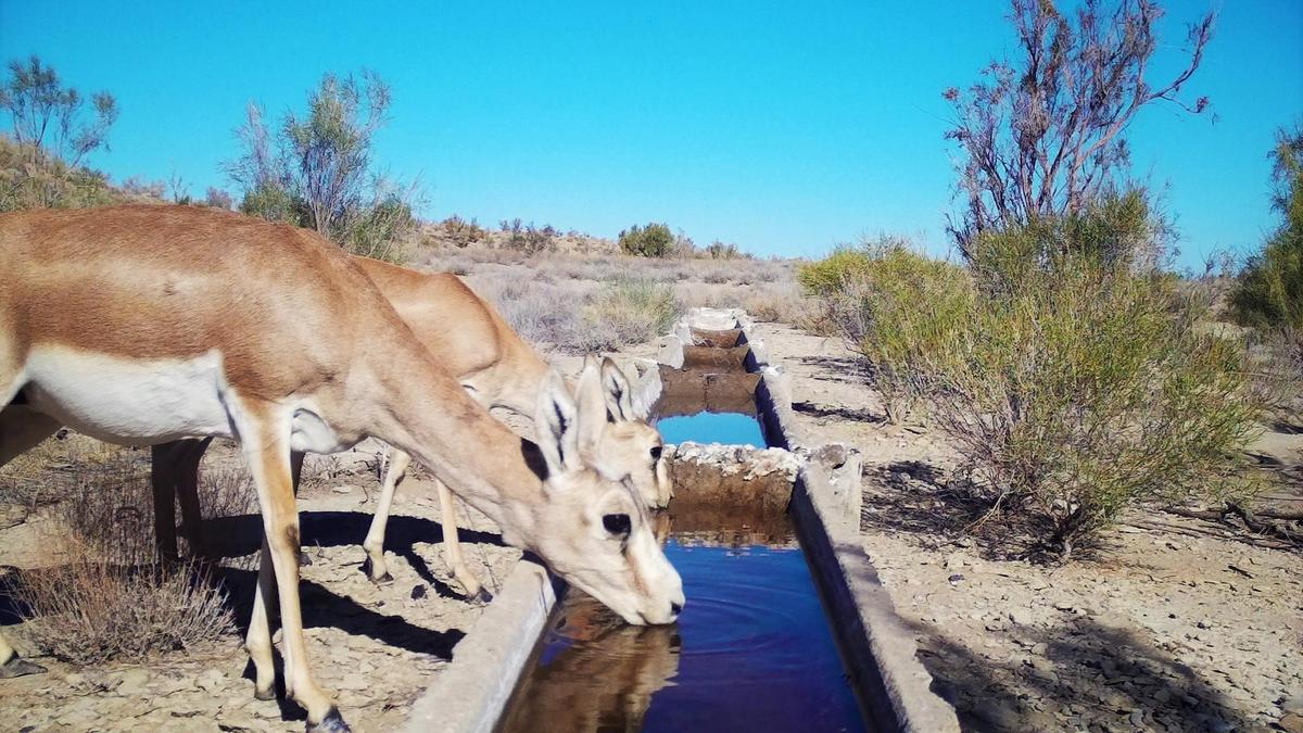 Джейраны пьют воду