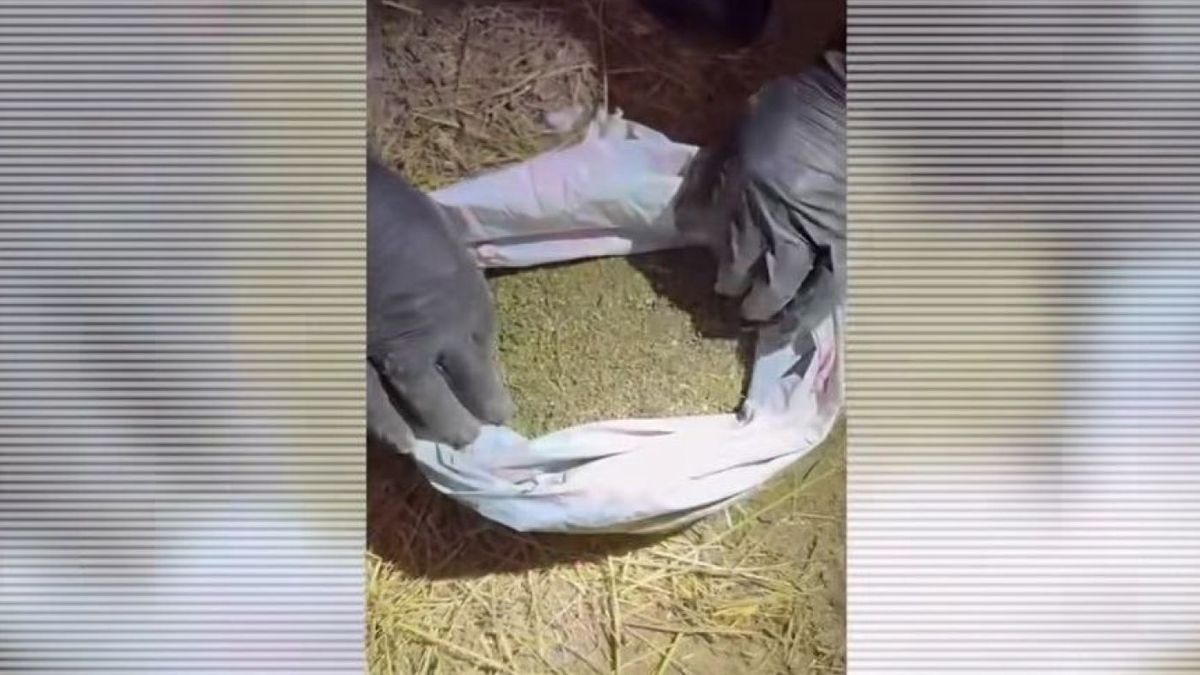 Изъятые наркотики