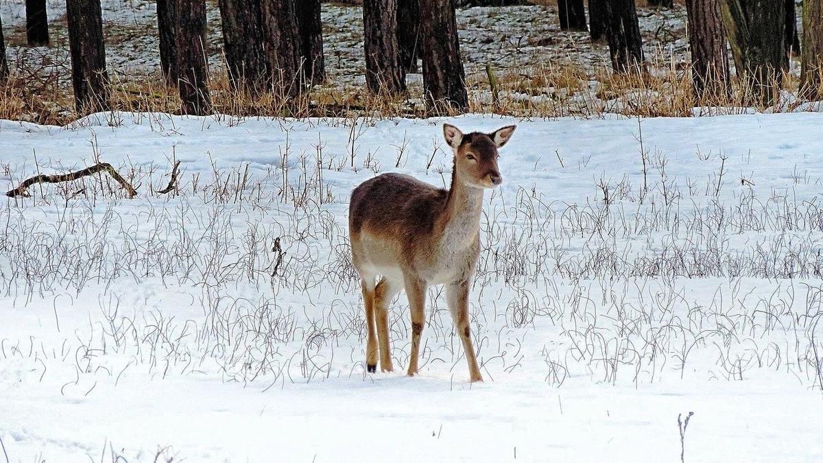 Косуля стоит на снегу