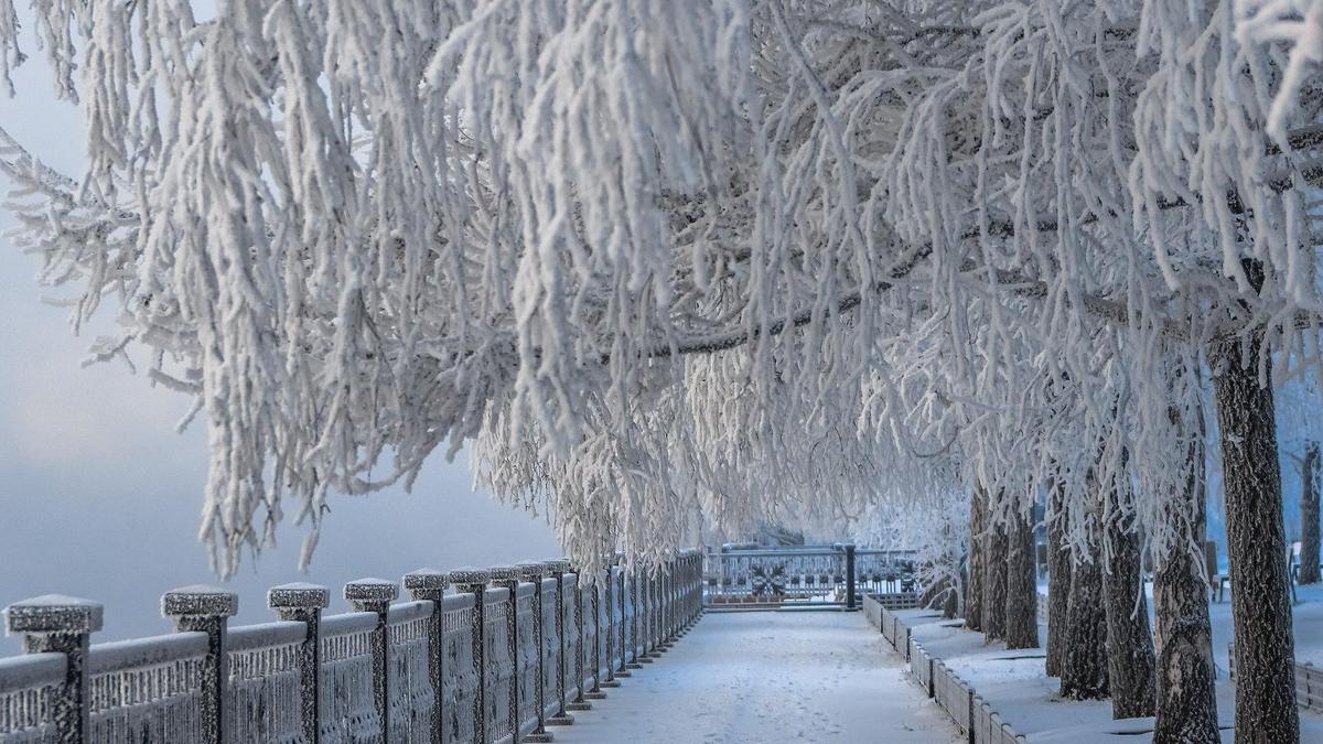 деревья в снегу