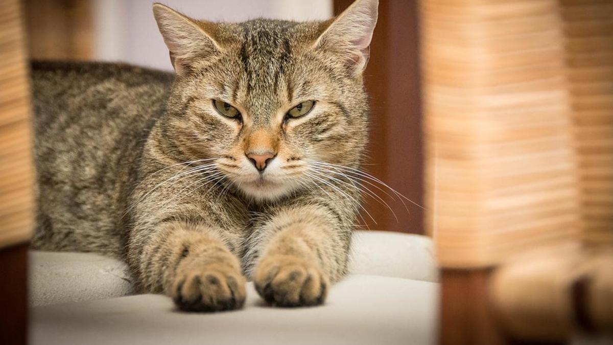 Это котик полосатый у него 4 лапы