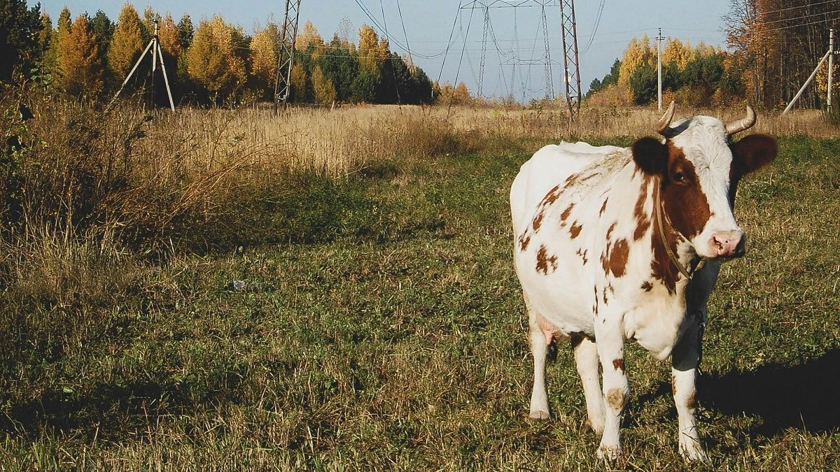 Корова