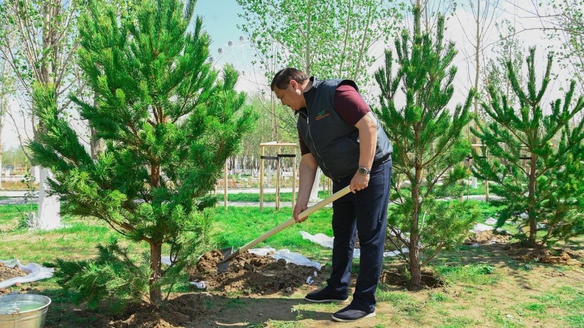 Қызылорда облысында 12000 тал егілді