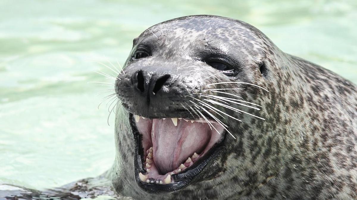 Свыше 150 мертвых краснокнижных тюленей нашли на берегу Каспия