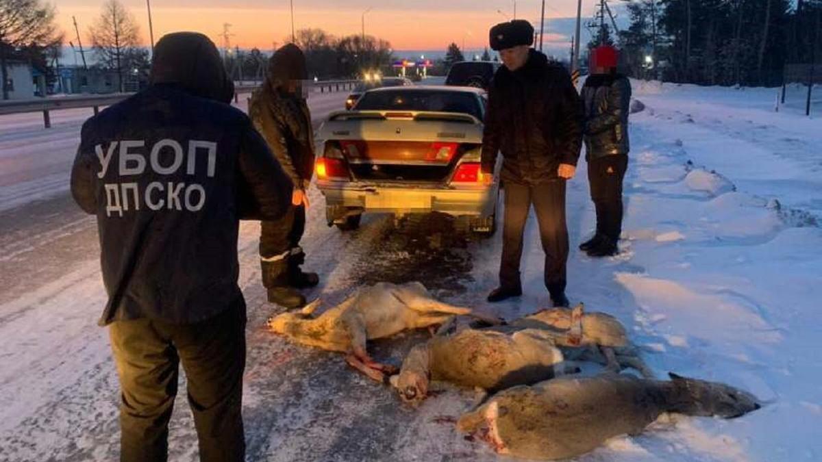 Петропавлда тәркіленген еліктің еті