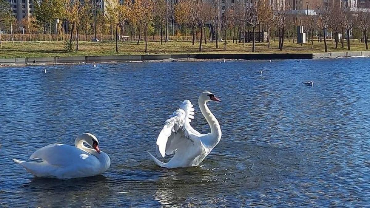 Лебеди в Ботаническом саду