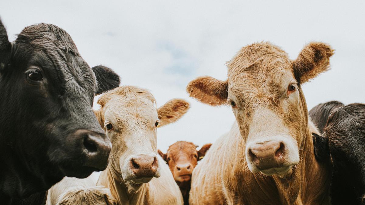 Фермеры массово режут скот из-за нехватки кормов в ЗКО
