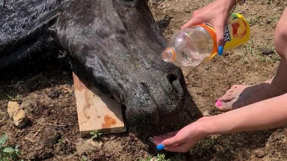 Волонтеры нашли обессиленную лошадь.