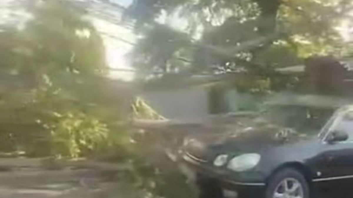 Дерево упало на автомобили