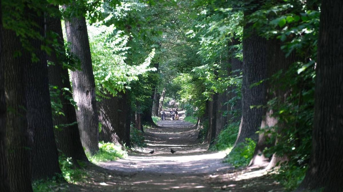 Роща Баума в Алматы