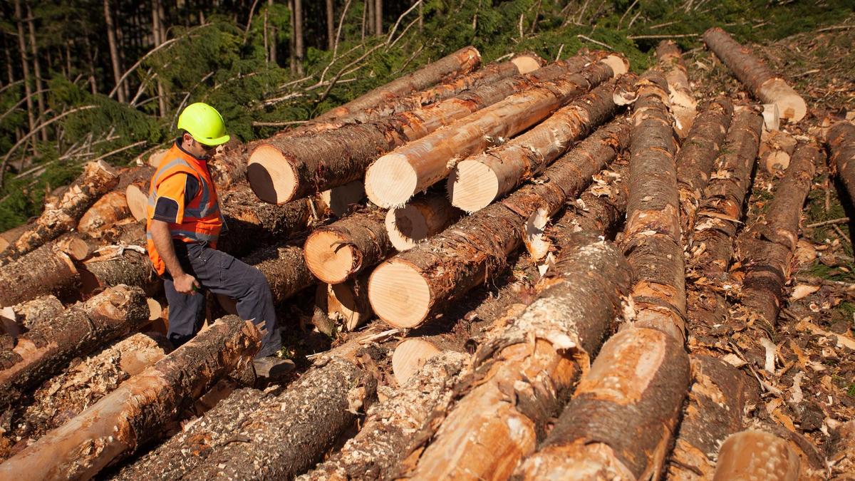 Лесозаготовительные работы