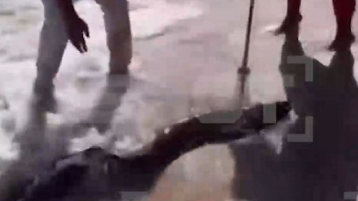 Работники пляжа пытаются поймать мурену