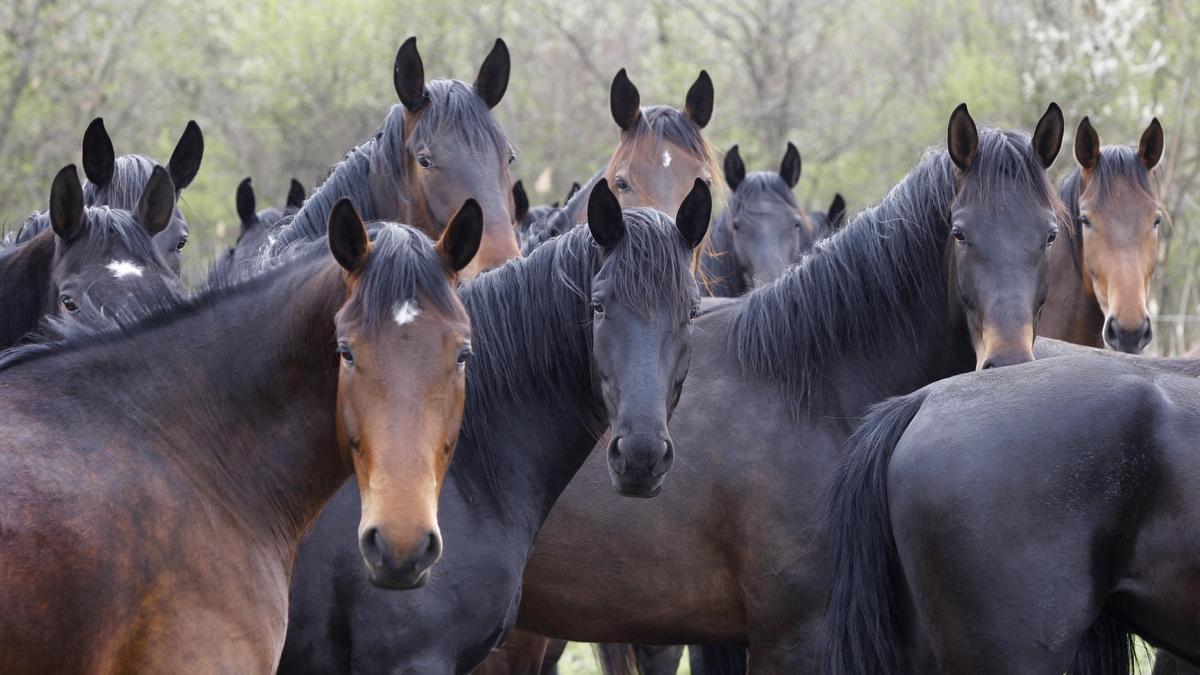 Лошади на поле