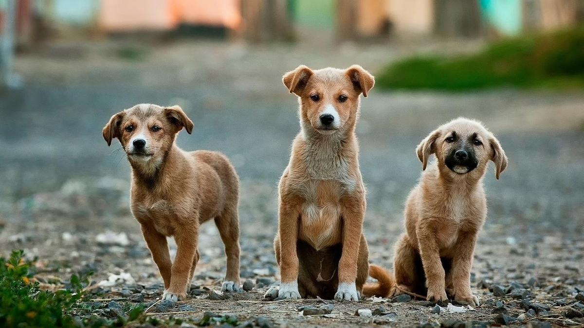 Три собаки сидят на земле