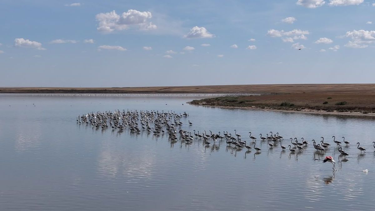 Flamingo Fest