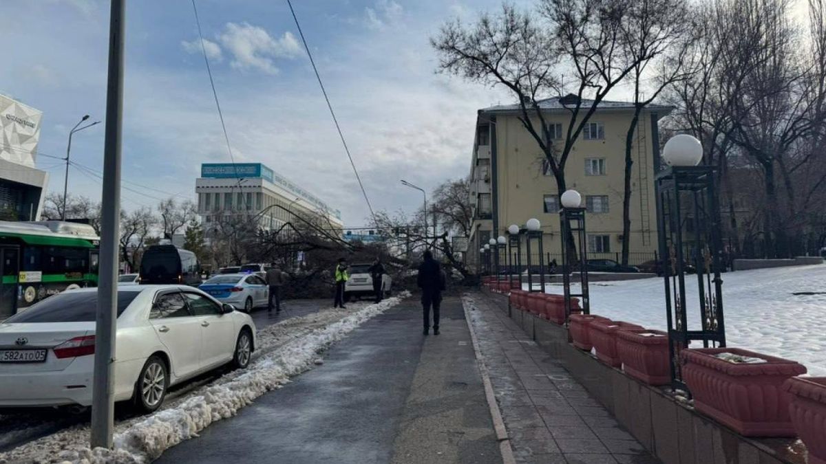 Рухнувшее дерево