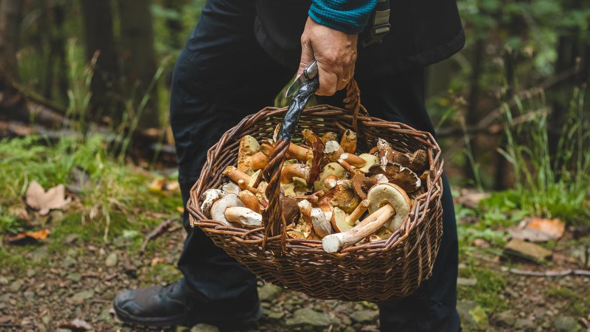 Мужчина с корзиной грибов в лесу