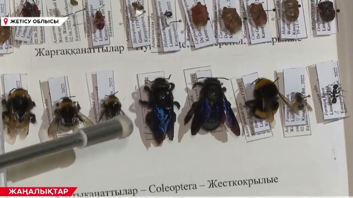 Алуан түрлі жәндіктер
