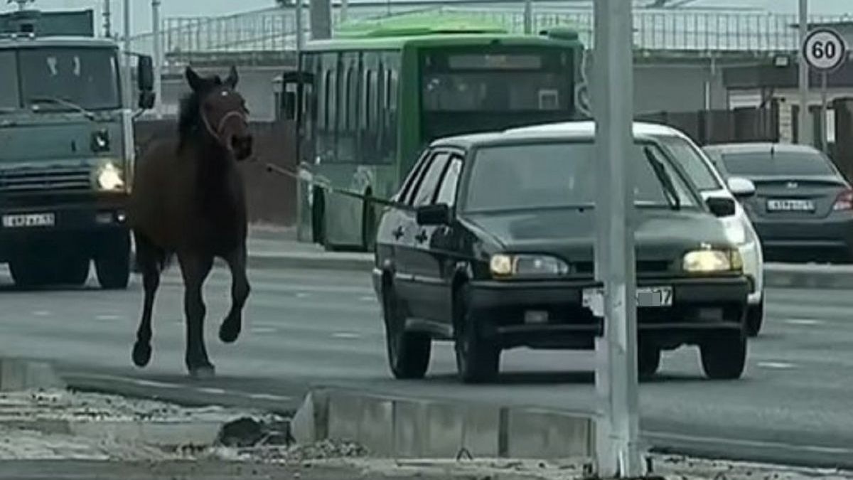 Лошадь и авто