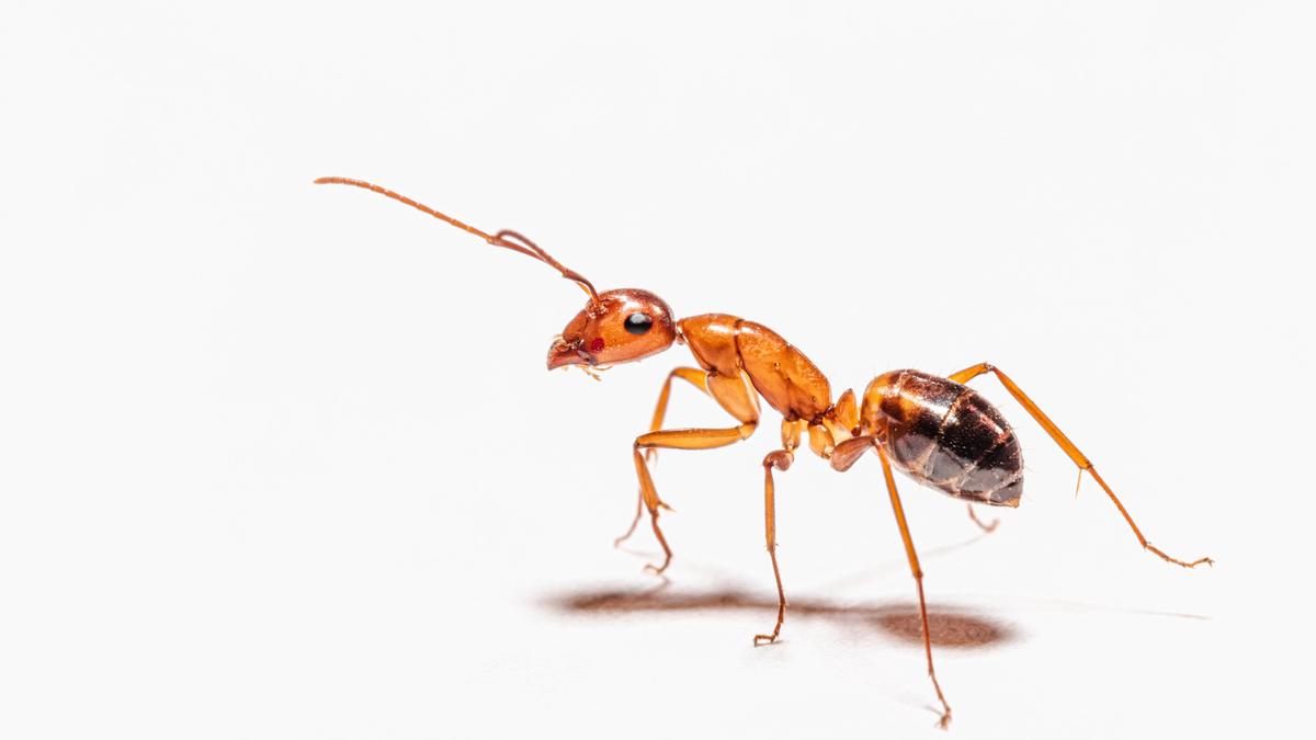 Как избавиться от муравьев народными методами в помещении, на огороде: действенные советы — Разное