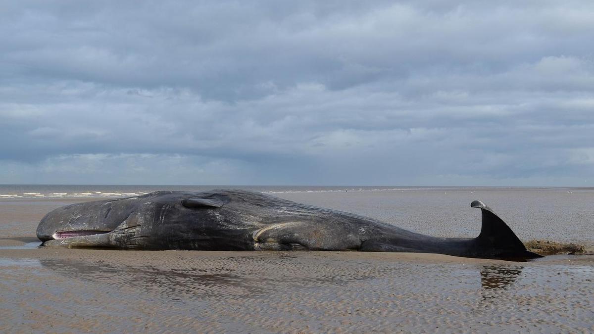 Активисты спасли 100 китов, выброшенных у берегов Шри-Ланки