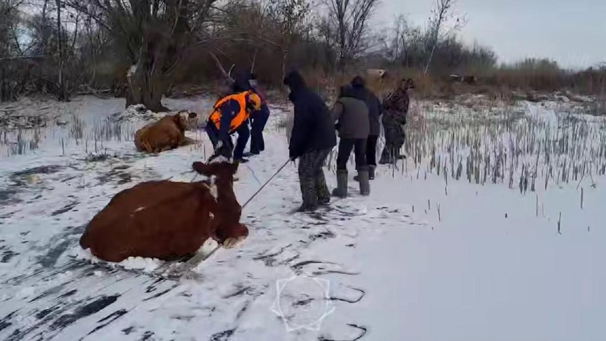 Мұз үстінде жүре алмай қалған сиырлар құтқарылды Мұз үстінде жүре алмай қалған сиырлар құтқарылды