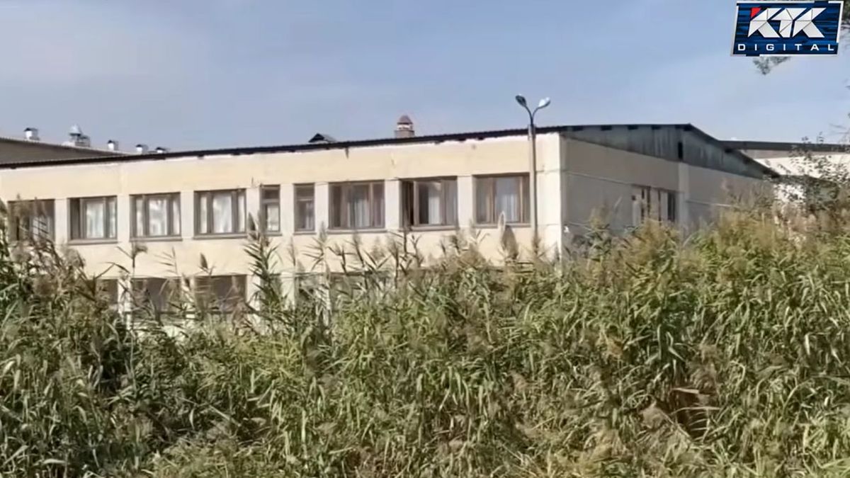 Камыш у школы