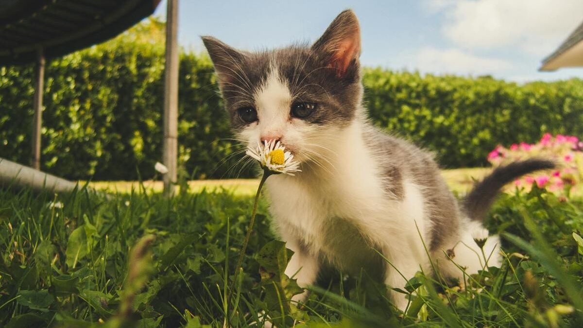 Котенок на улице нюхает цветок
