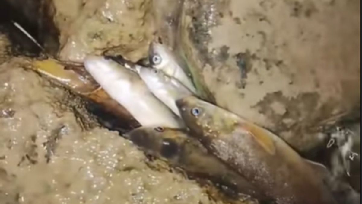 Мертвая рыба в реке Бадам в Шымкенте