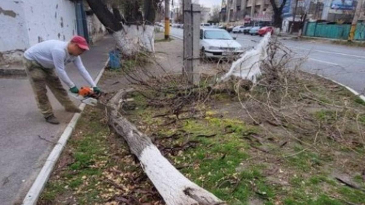 Поваленное в результате урагана дерево в Таразе