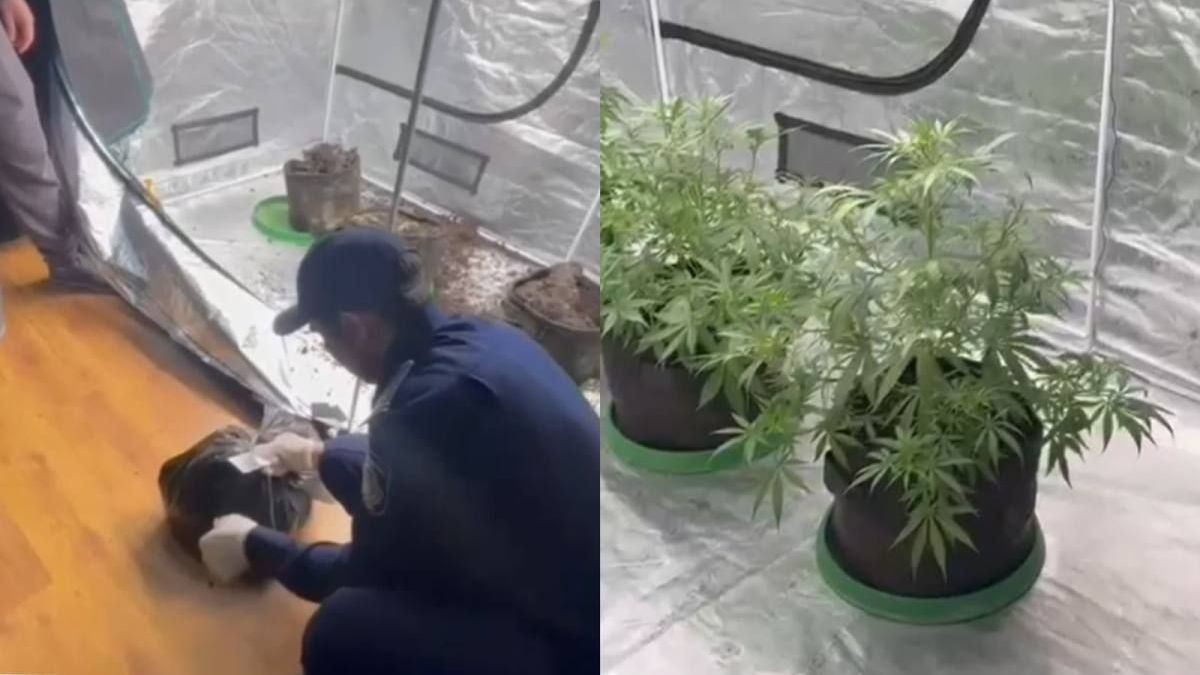 Полицейские нашли квартиру с запрещенными растениями