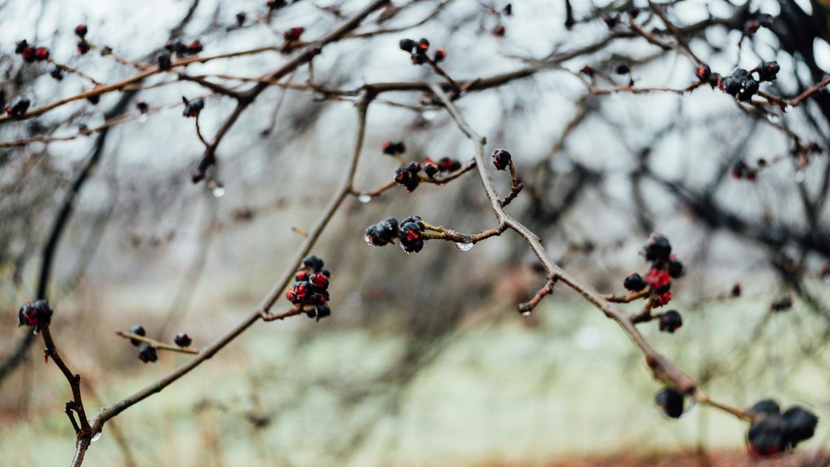 жауын-шашын