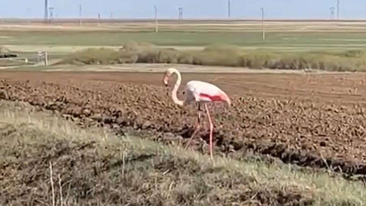 Фламинго в Костанайской области