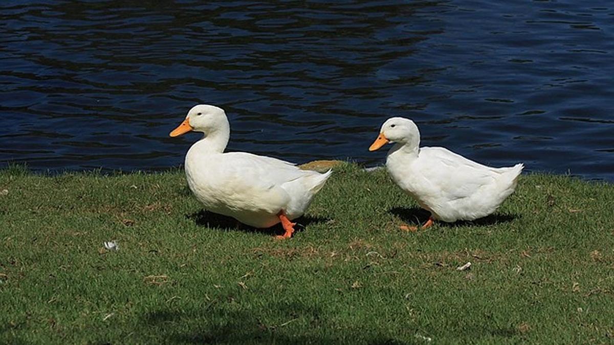 Домашние утки