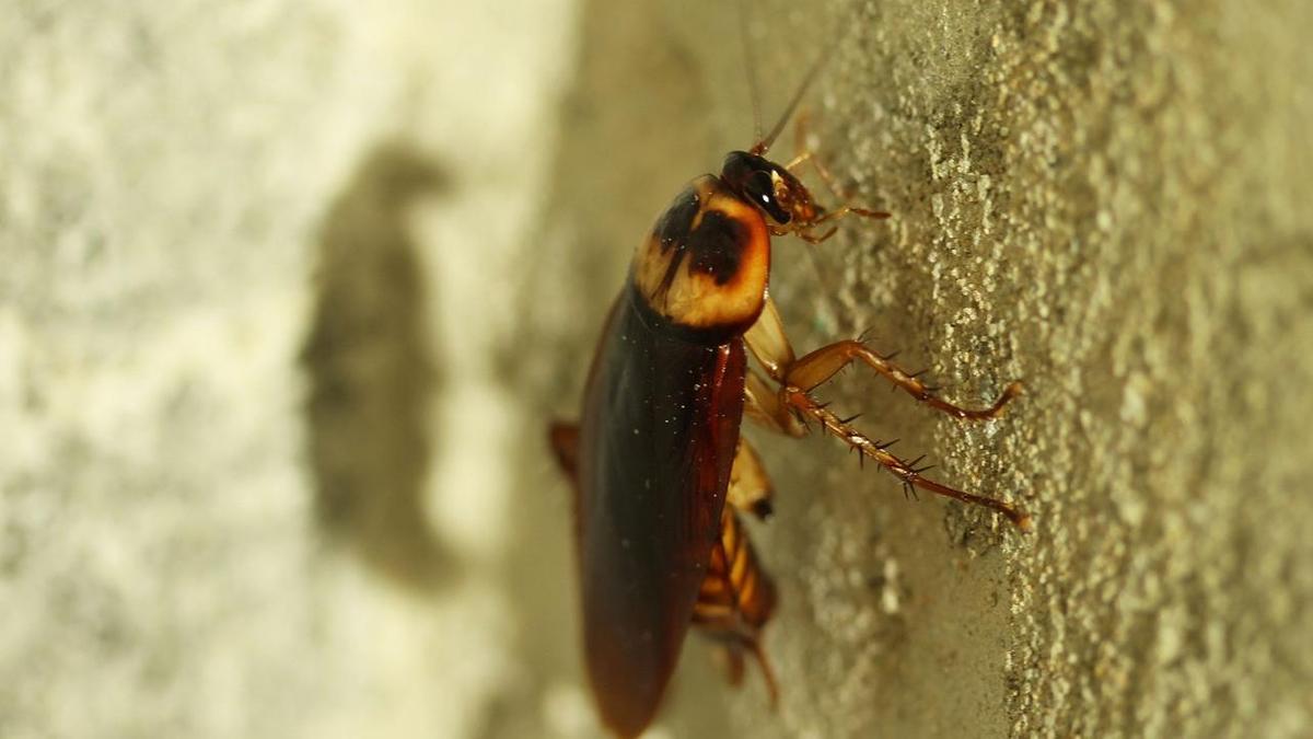 Огромные стаи тараканов в вольерах напугали посетителей зоопарка в Алматы