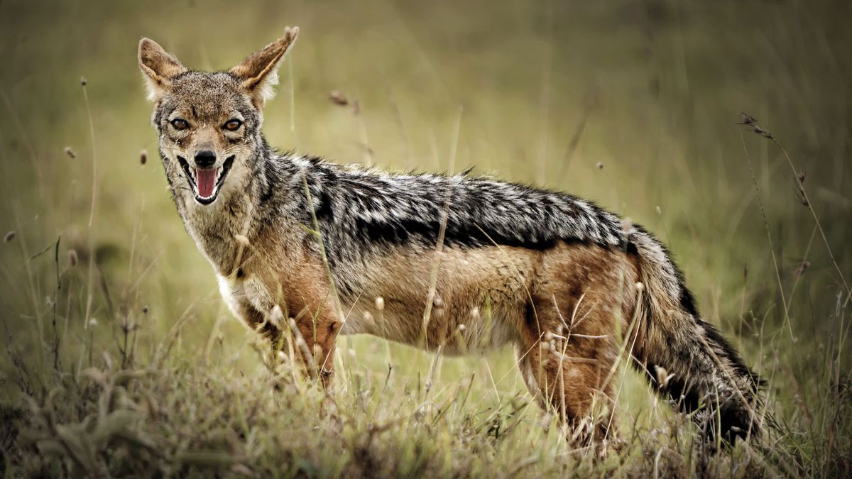Шакал в поле
