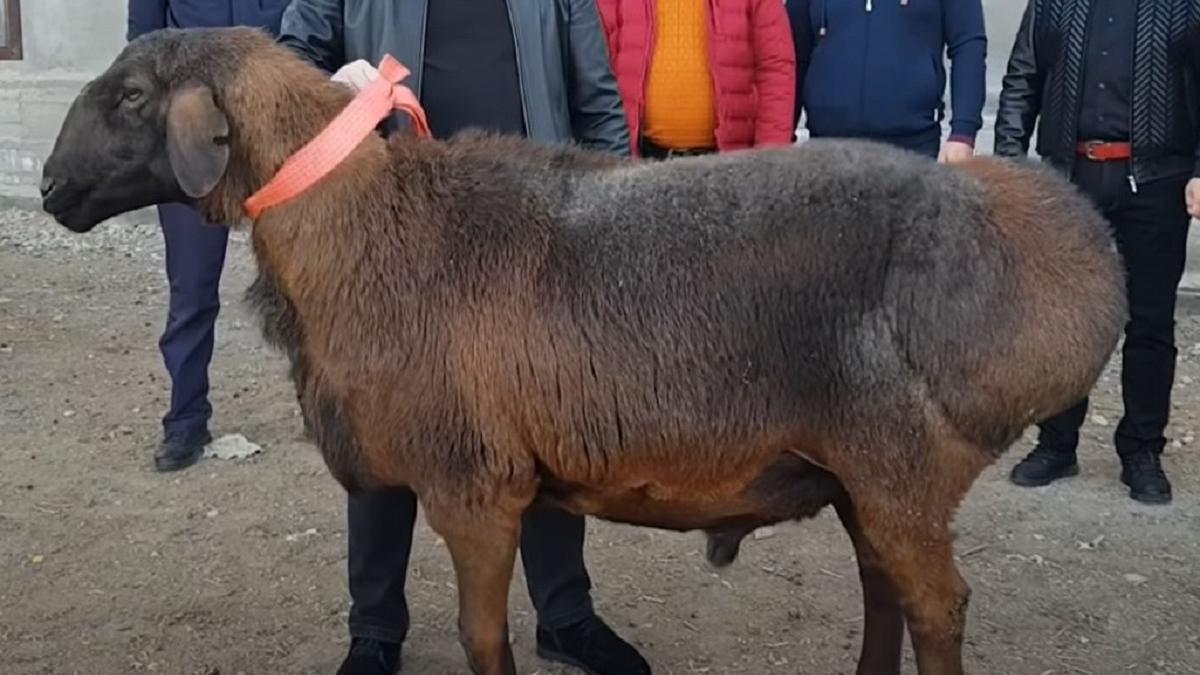 Дорого баран в Туркестанской области