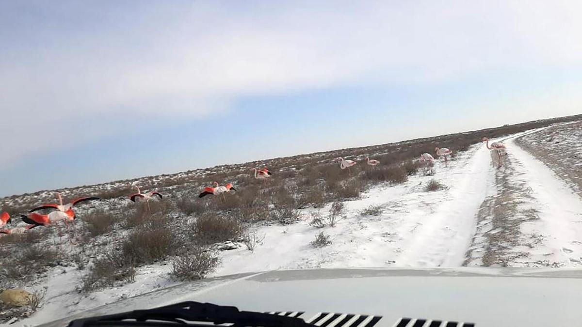 Фламинго в поле по бокам от дороги