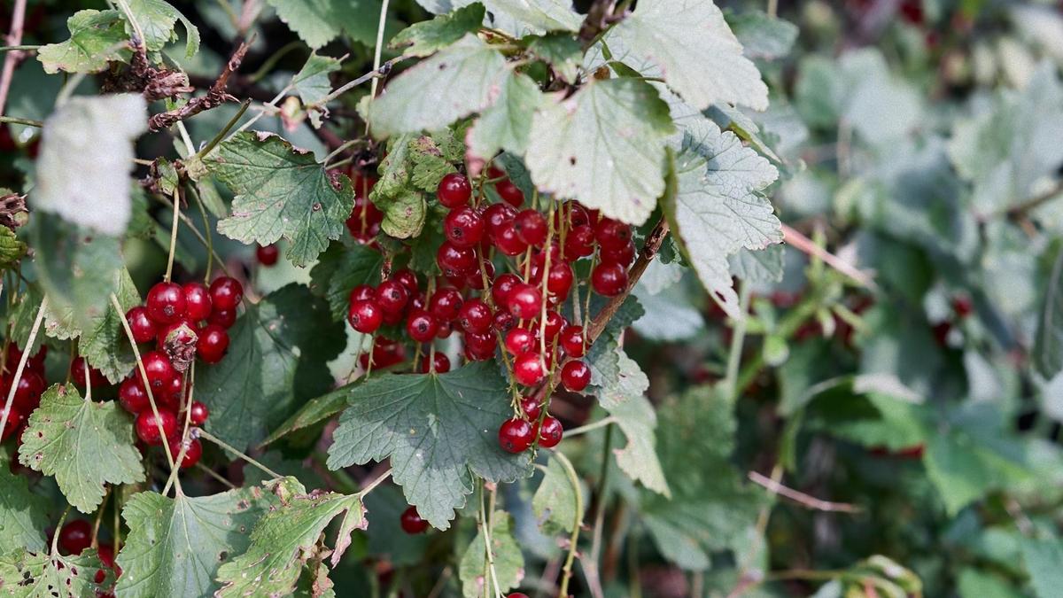 Куст красной смородины с гроздьями ягод