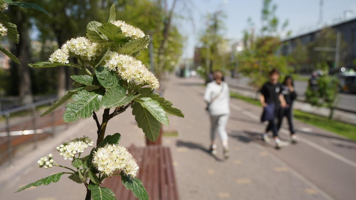 Көктем Көктем