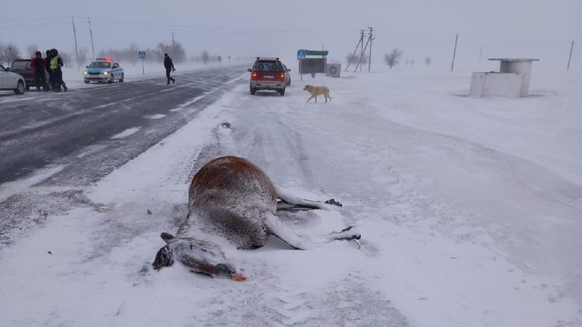 Лошадь на дороге в ЗКО