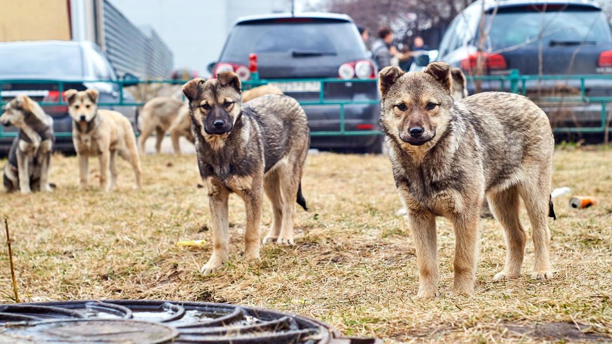 Стая собак