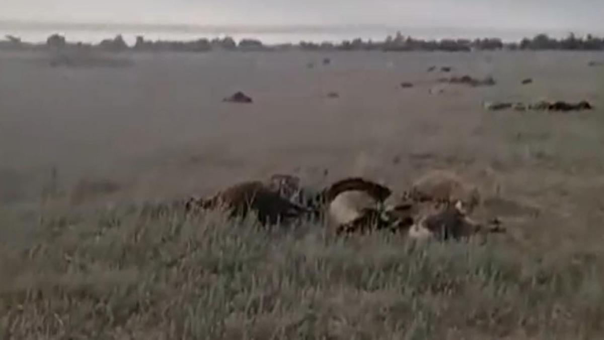 Падеж скота в Карагандинской области