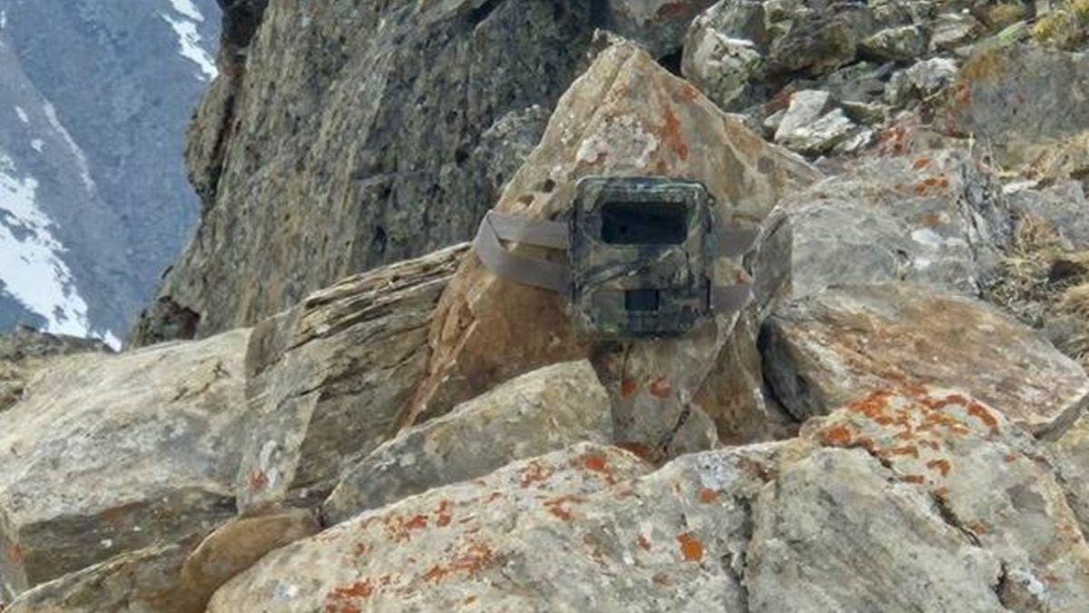 Фотоловушка