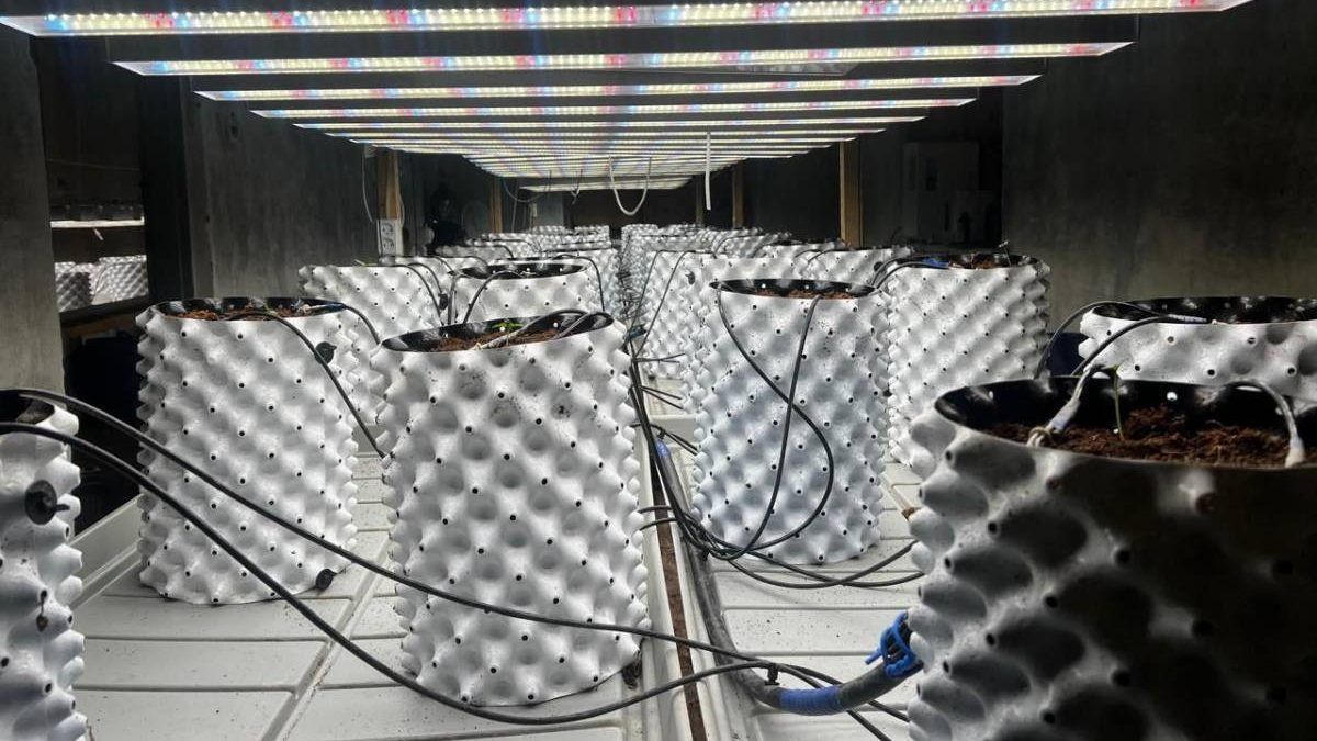 Фитолаборатория